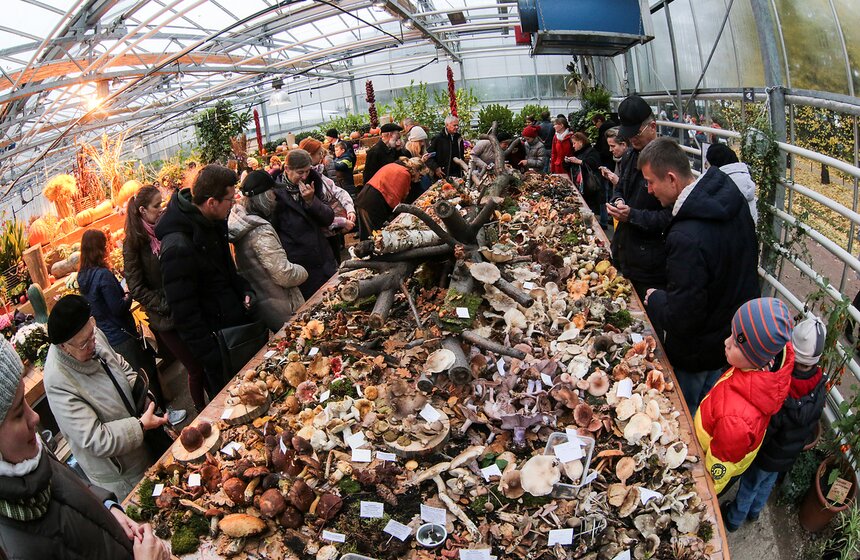 Грибной фестиваль в "Аптекарском огороде" 26 фото