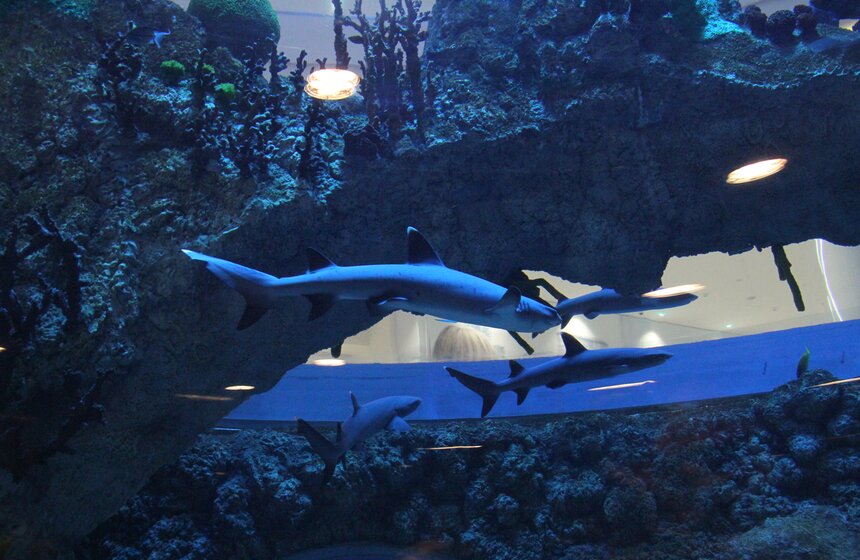 Мэр открыл торгово-развлекательный центр "Океания" 6 фото