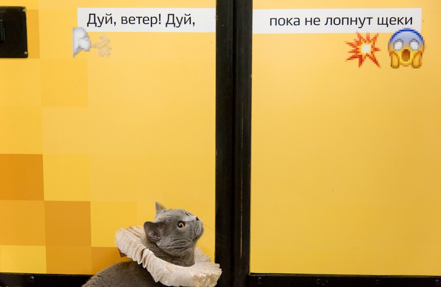 Британский кот прокатился в Шекспировском поезде 3 фото