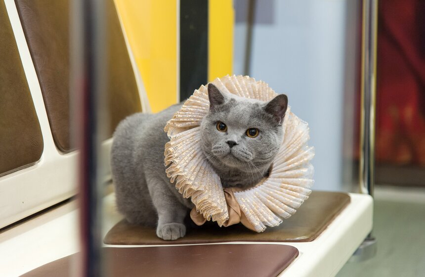 Британский кот прокатился в Шекспировском поезде 9 фото