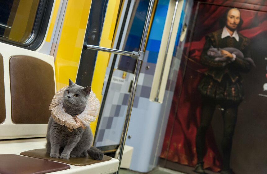 Британский кот прокатился в Шекспировском поезде 8 фото