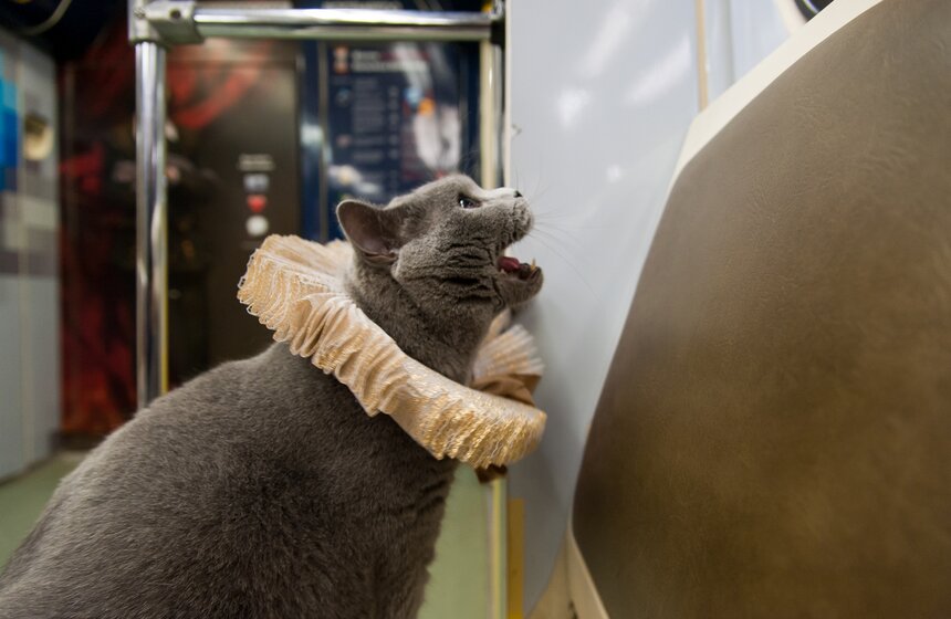 Британский кот прокатился в Шекспировском поезде 10 фото