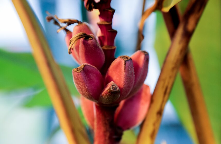 Викторная оранжерея в "Аптекарском огороде". Фоторепортаж 25 фото