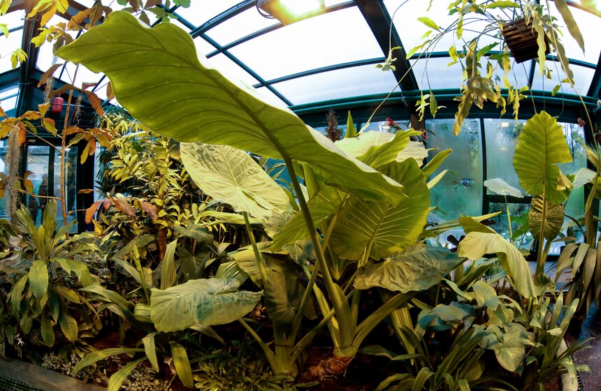 Викторная оранжерея в "Аптекарском огороде". Фоторепортаж 21 фото