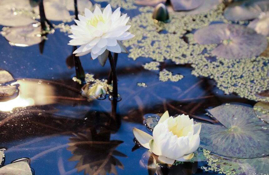Викторная оранжерея в "Аптекарском огороде". Фоторепортаж 3 фото