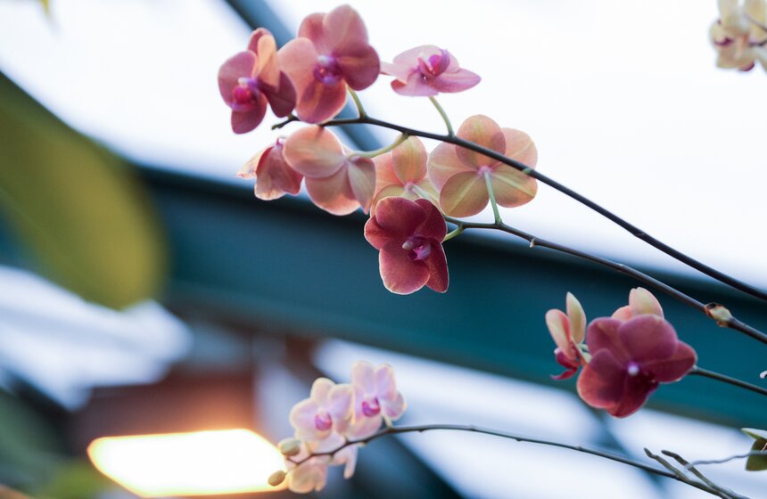 Викторная оранжерея в "Аптекарском огороде". Фоторепортаж 6 фото