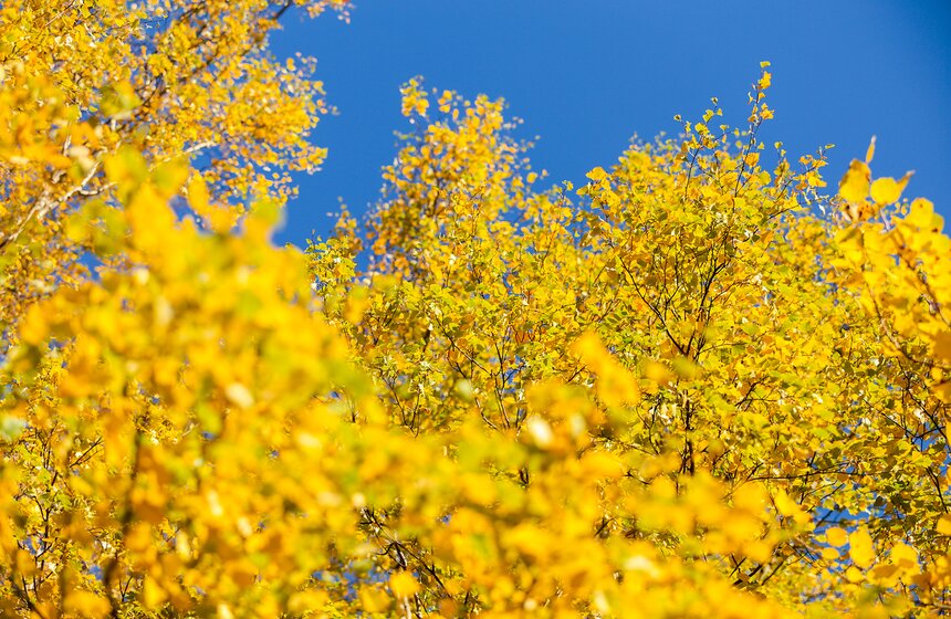 Осенняя прогулка по Парку 50-летия Октября 29 фото