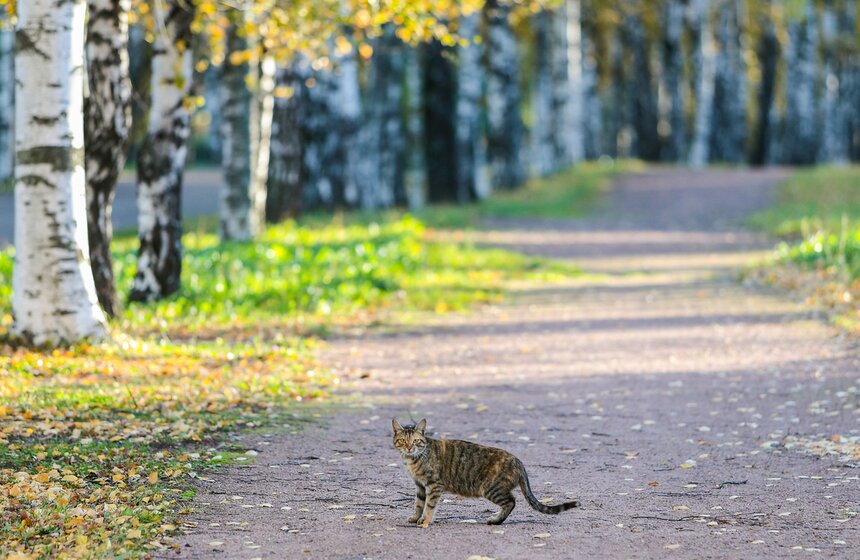 Осенняя прогулка по Парку 50-летия Октября 30 фото