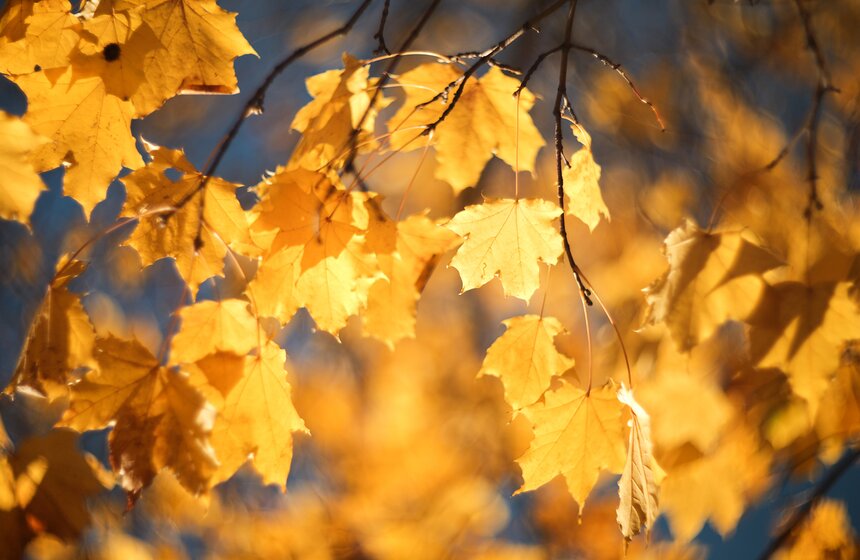 Осенняя прогулка по Парку 50-летия Октября 20 фото