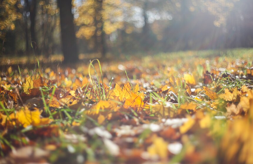 Осенняя прогулка по Парку 50-летия Октября 19 фото