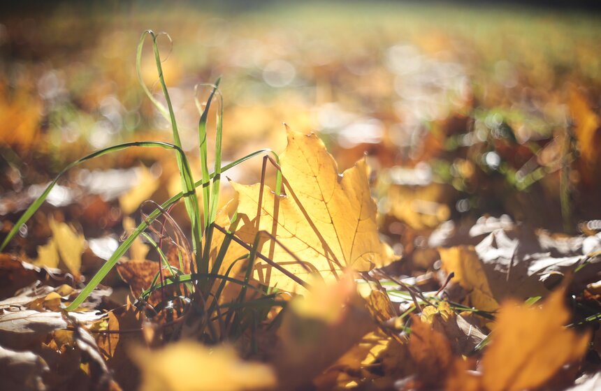 Осенняя прогулка по Парку 50-летия Октября 18 фото