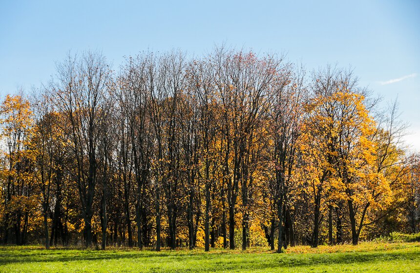 Осенняя прогулка по Парку 50-летия Октября 21 фото