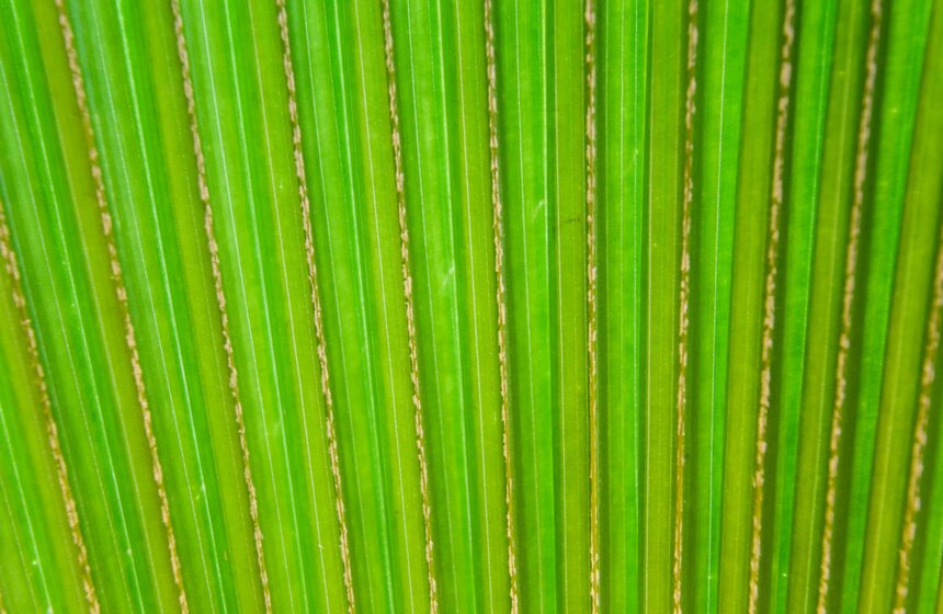 Викторная оранжерея в "Аптекарском огороде". Фоторепортаж 28 фото