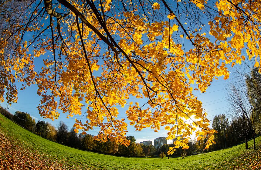 Осенняя прогулка по Парку 50-летия Октября 22 фото