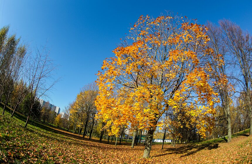 Осенняя прогулка по Парку 50-летия Октября 23 фото