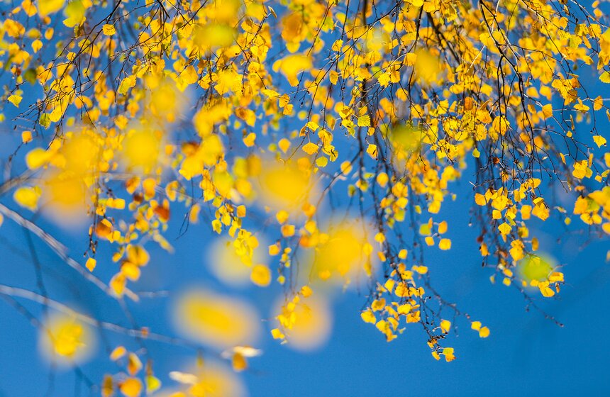 Осенняя прогулка по Парку 50-летия Октября 25 фото