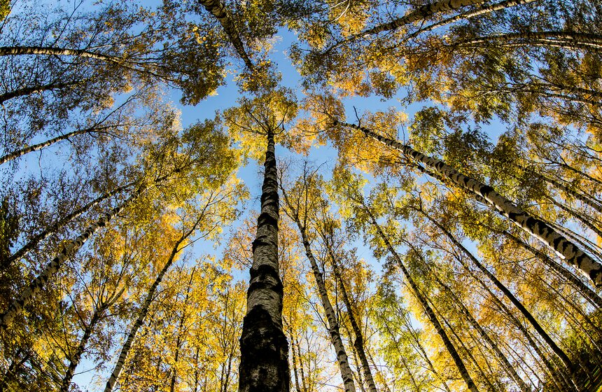 Осенняя прогулка по Парку 50-летия Октября 8 фото