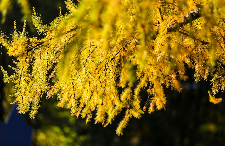 Осенняя прогулка по Парку 50-летия Октября 10 фото