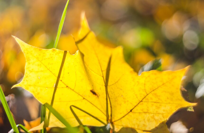 Осенняя прогулка по Парку 50-летия Октября 13 фото