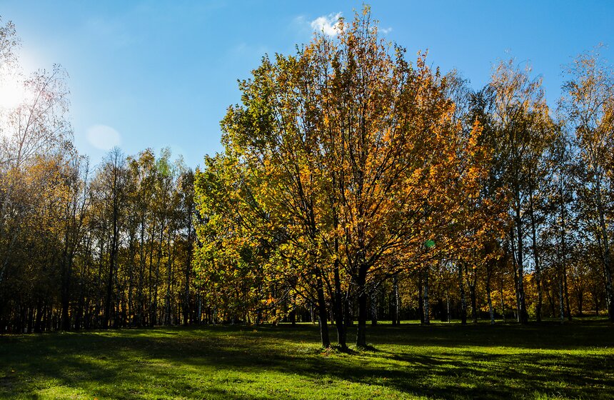 Осенняя прогулка по Парку 50-летия Октября 3 фото