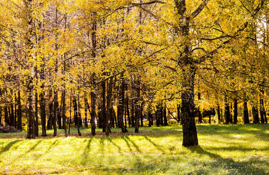 Осенняя прогулка по Парку 50-летия Октября 7 фото