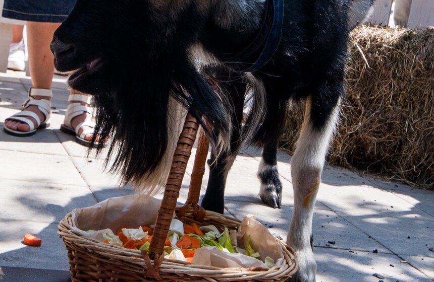 Козел Тимур открыл Аллею славы животных на ВДНХ 6 фото