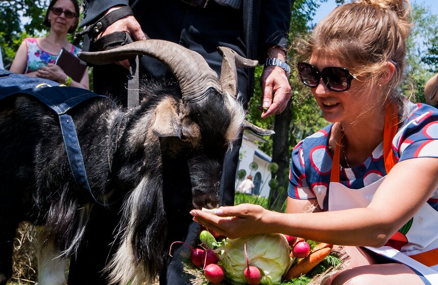 Козел Тимур открыл Аллею славы животных на ВДНХ 3 фото