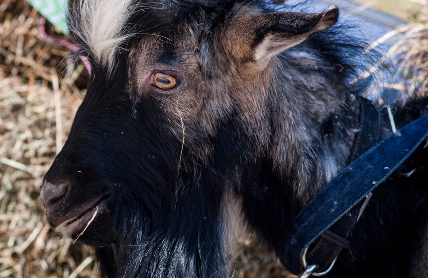 Козел Тимур открыл Аллею славы животных на ВДНХ 9 фото