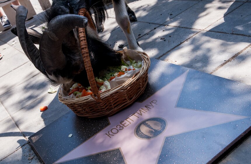 Козел Тимур открыл Аллею славы животных на ВДНХ 7 фото