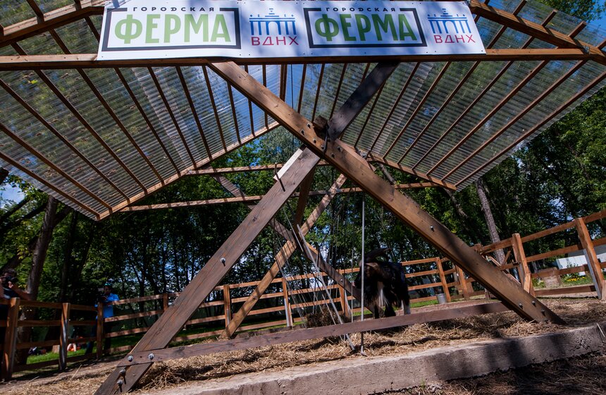 Козел Тимур открыл Аллею славы животных на ВДНХ 14 фото