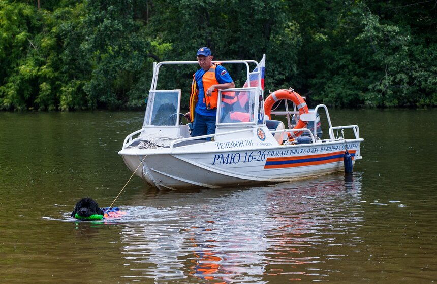 Как работают столичные собаки-спасатели 14 фото
