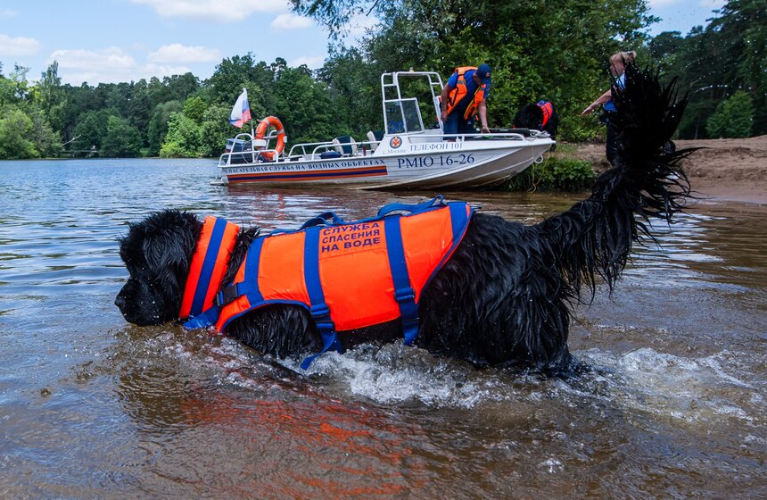 Как работают столичные собаки-спасатели 17 фото