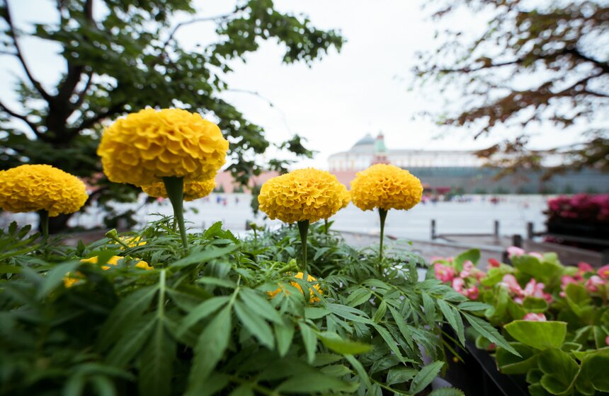 Фестиваль цветов в ГУМе 11 фото