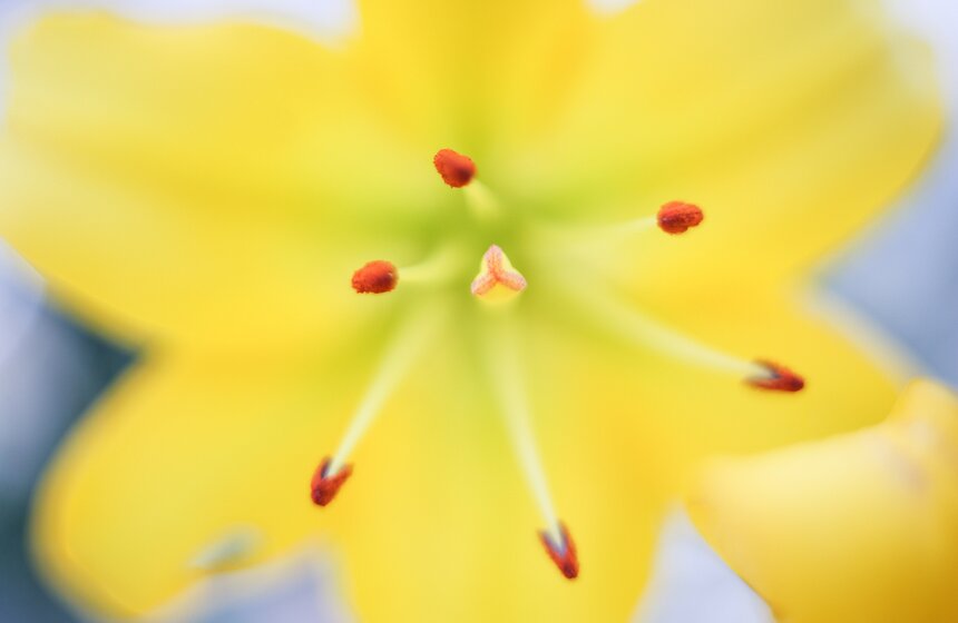 Фестиваль лилий в Аптекарском огороде 6 фото