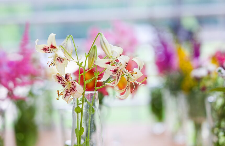 Фестиваль лилий в Аптекарском огороде 1 фото