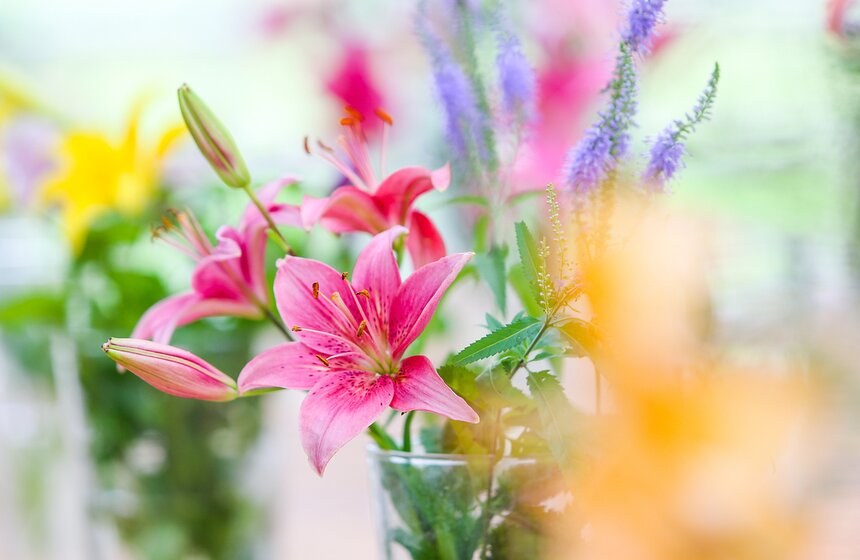 Фестиваль лилий в Аптекарском огороде 2 фото