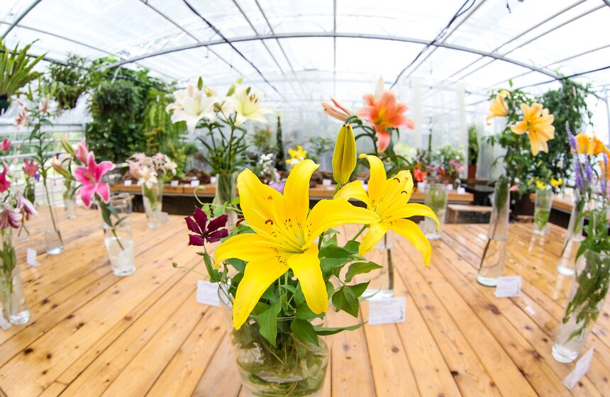 Фестиваль лилий в Аптекарском огороде 23 фото