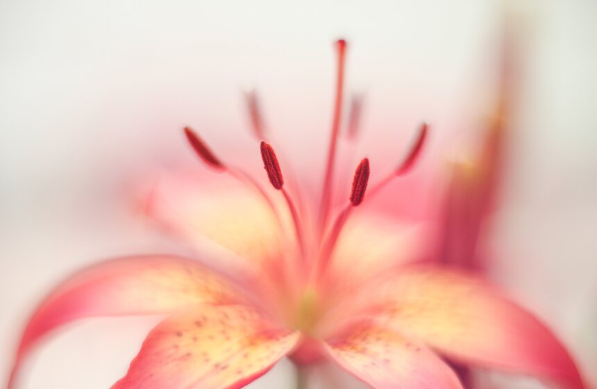 Фестиваль лилий в Аптекарском огороде 24 фото