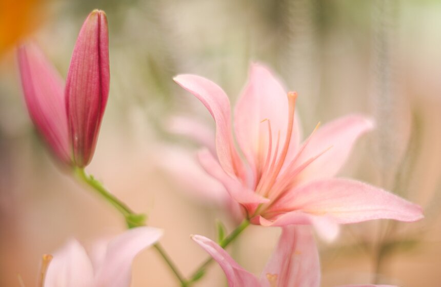 Фестиваль лилий в Аптекарском огороде 25 фото