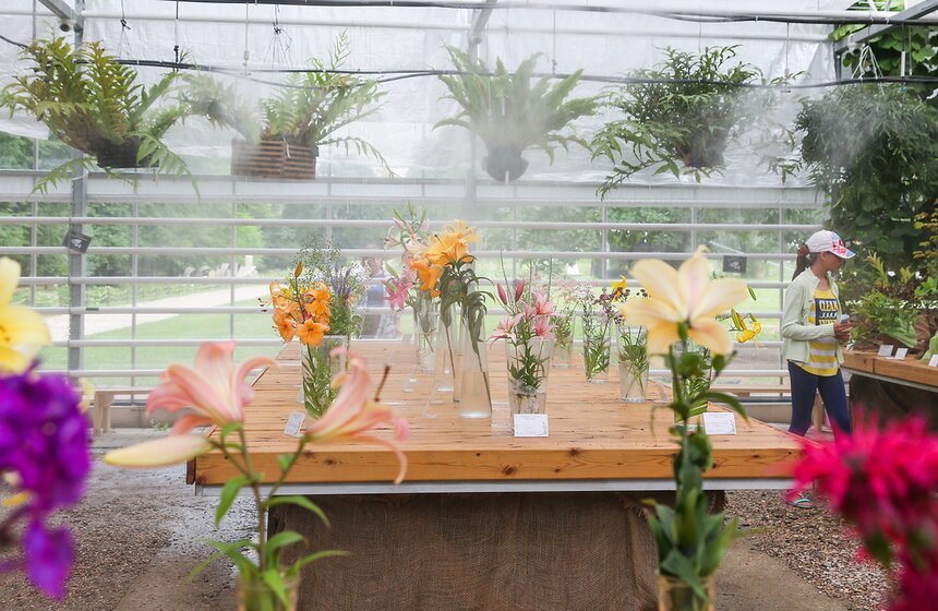 Фестиваль лилий в Аптекарском огороде 15 фото