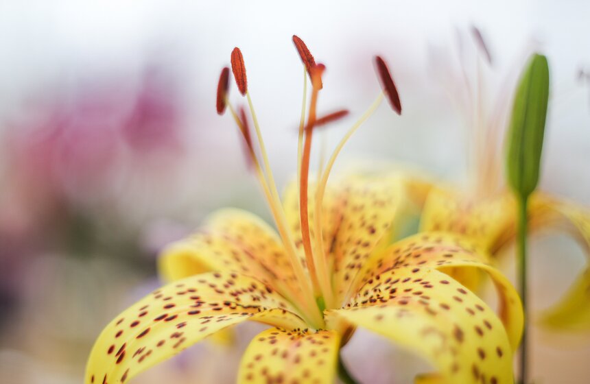 Фестиваль лилий в Аптекарском огороде 9 фото