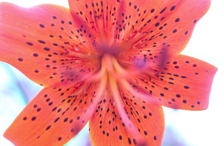 Фестиваль лилий в Аптекарском огороде 7 фото