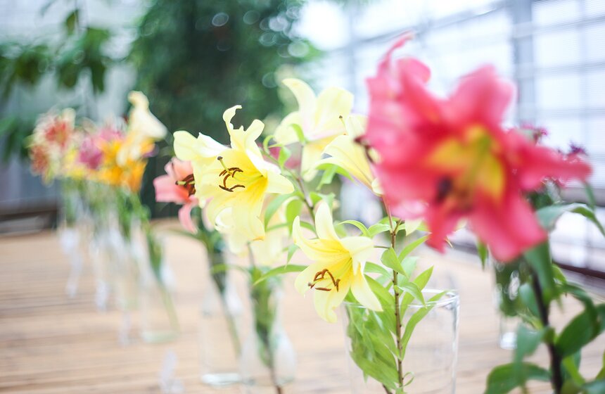 Фестиваль лилий в Аптекарском огороде 10 фото