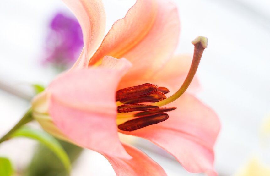 Фестиваль лилий в Аптекарском огороде 12 фото