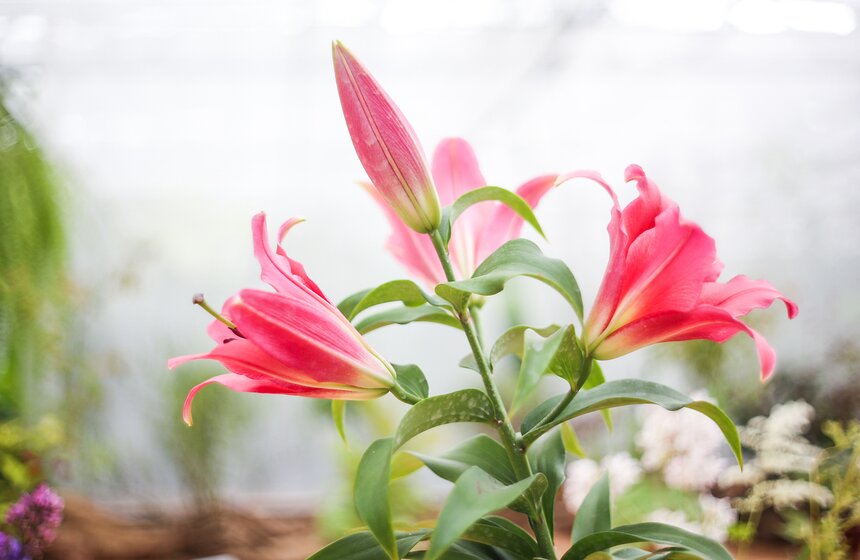 Фестиваль лилий в Аптекарском огороде 11 фото