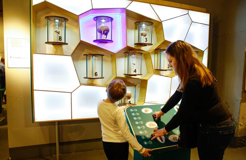 Музею человека "Живые системы" исполнился год 24 фото