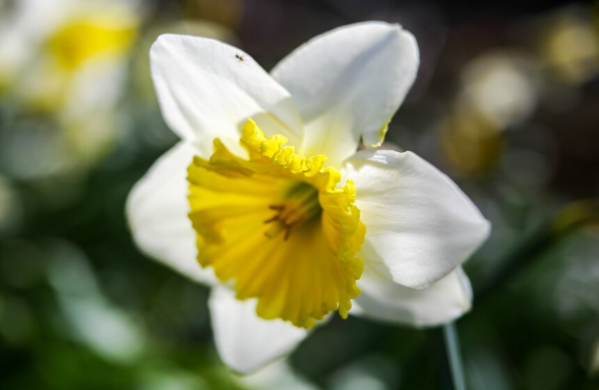 В "Аптекарском огороде" стартовал весенний фестиваль 30 фото