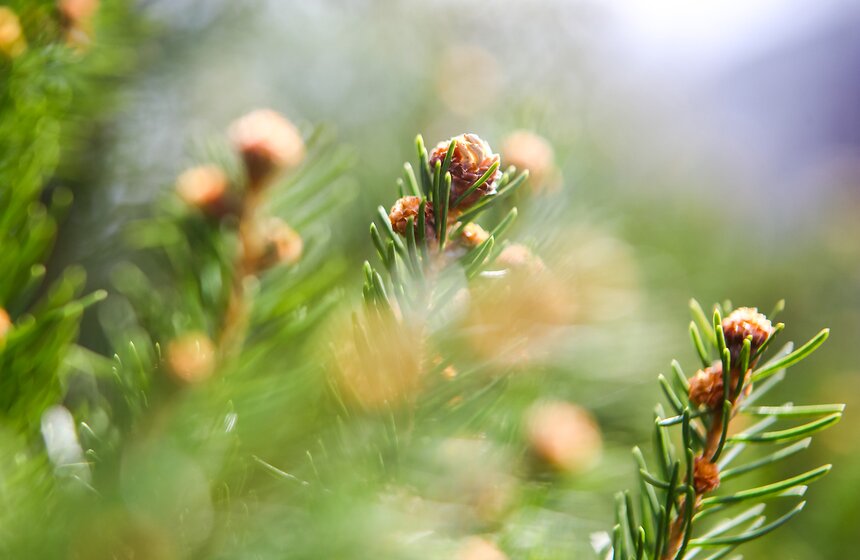 В "Аптекарском огороде" стартовал весенний фестиваль 28 фото