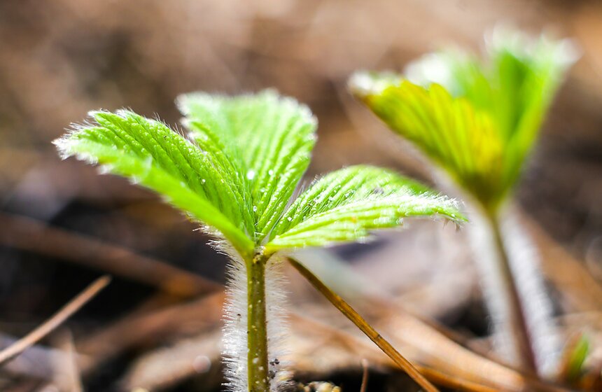 В "Аптекарском огороде" стартовал весенний фестиваль 6 фото