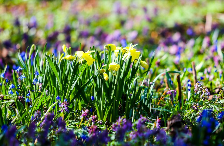 В "Аптекарском огороде" стартовал весенний фестиваль 5 фото